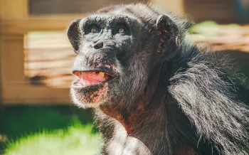 a chimpanzee 